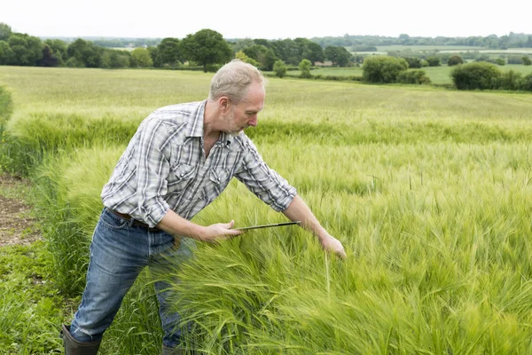 Agricultor con Tablet Computer Escrutinización de plantas de trigo verde — Foto de Stock