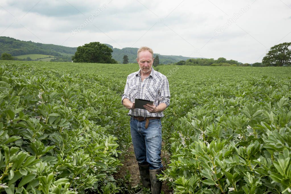 Man with Mobile Device in the Middle of Farm Field