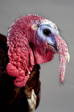 Türkiye'nin baş profil sayfası arka planı gri