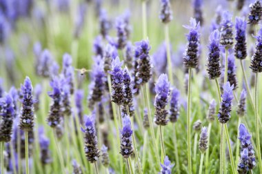 Lavanta tarafından bir arı hovering ile bir alan bitkilerde