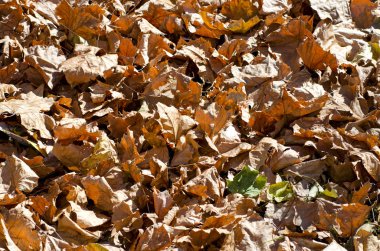 Arka plan için parlak güneş ışığı altında kurutulmuş yaprakları