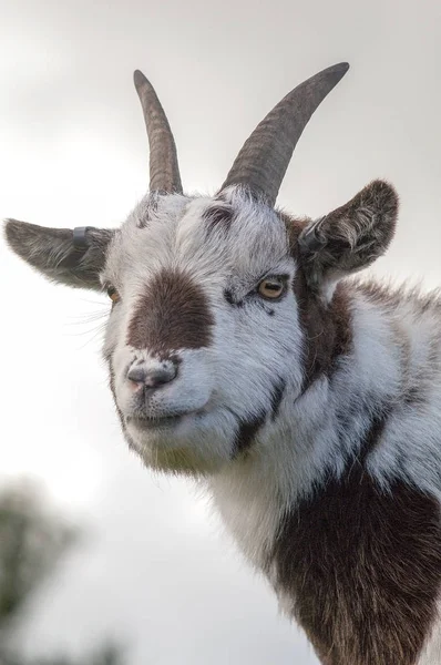 白と茶色の毛皮を持つヤギのヘッド ショット — ストック写真