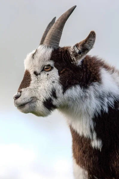 Profiel van een wit en bruine behaarde geit — Stockfoto