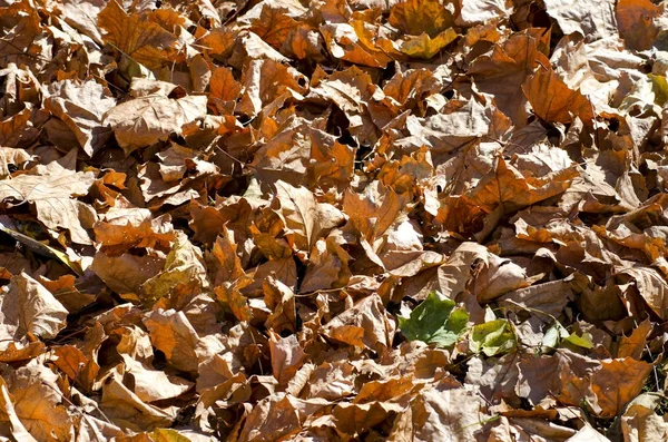 Arka plan için parlak güneş ışığı altında kurutulmuş yaprakları