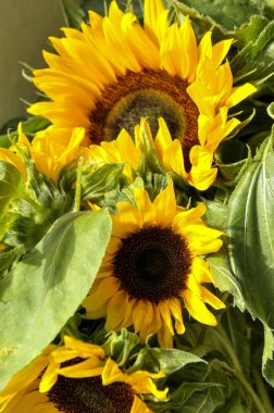 Büyük taze ayçiçeği ve yaprakları