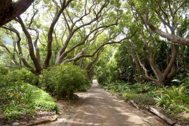 Bahçe geçit ağaçlar ve bitkiler ile güneşli günde kaplı