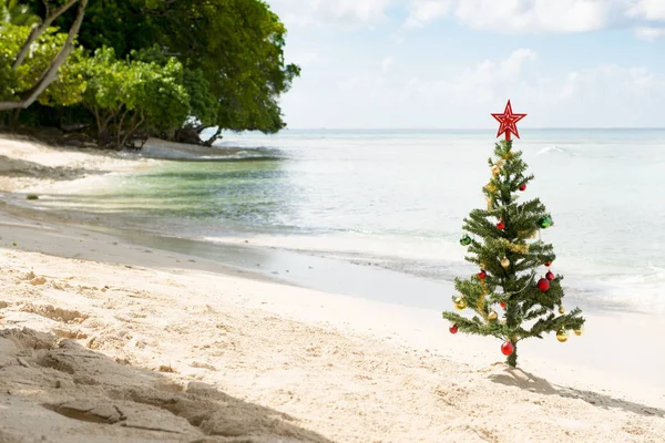 Різдвяна ялинка посадили на піску в сонячному березі — стокове фото