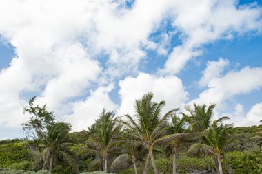 Hindistan cevizi ağaçları tepeler ve mavi bulutlu gökyüzü arka plan üzerinde
