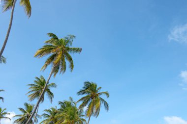 Mavi gökyüzü arka plan kopya alanı ile Hindistan cevizi ağaçlarının