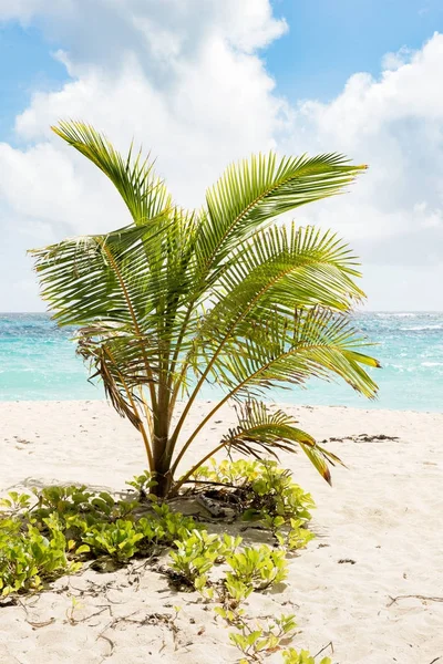 Dłoń drzewo posadzone na plaży — Zdjęcie stockowe