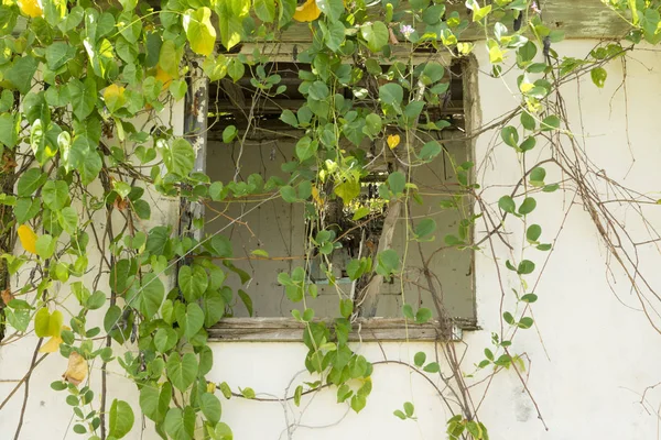 Scheibe eines verlassenen Hauses hinter Weinreben eingeschlagen — Stockfoto