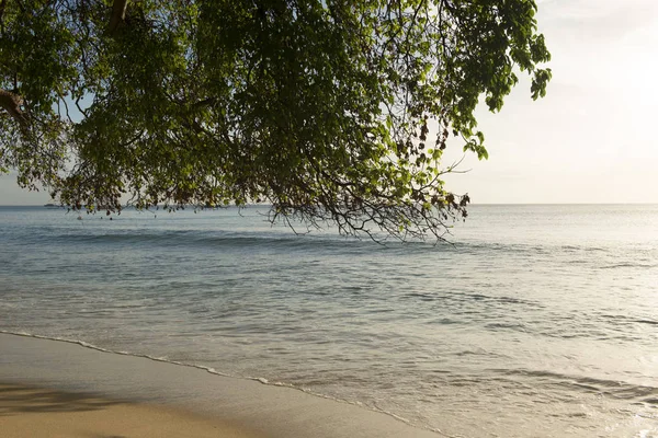 Fale oceanu, brzegu i gałęzie drzew i liści — Zdjęcie stockowe
