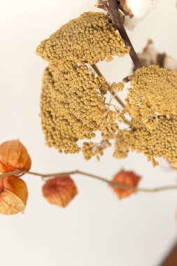 Beyaz bir arka plan üzerinde kuru çiçekler yakın çekim