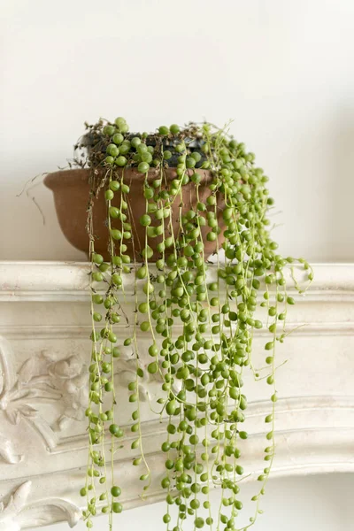 String of Pearls Plant on a Fireplace Mantel