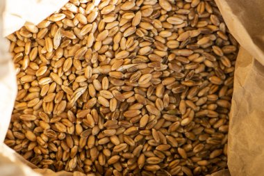 Kese kağıdındaki buğday tanelerini kapat.