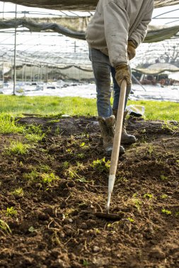 Bitki yetiştirme odasında çapayla toprağı süren bir insan.