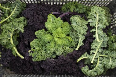 Taze Mor ve Yeşil Kale Arka planda Sandıkta Bırakıyor