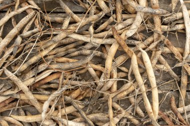 Arka plan için kurutulmuş kayısı fasulyesi kabukları.