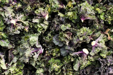 Arkaplan için eritilmiş lahana ya da kalette