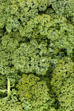 Yeşil Kıvırcık Kale Görünümü Portre Yönlendirmesinde Yapraklar