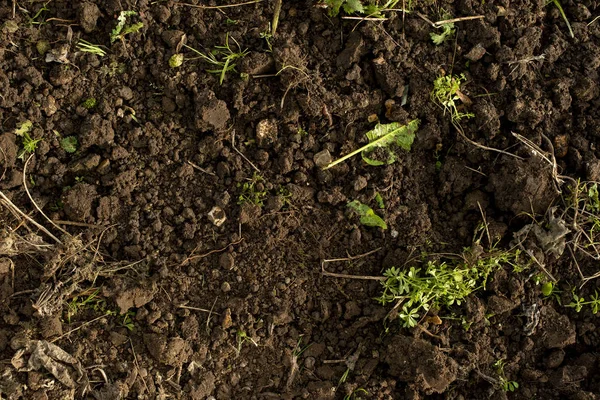 Solo branqueado com plantas e plântulas para fundos — Fotografia de Stock