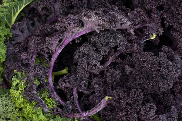 Nahaufnahme von frischen violetten Grünkohlblättern — Stockfoto