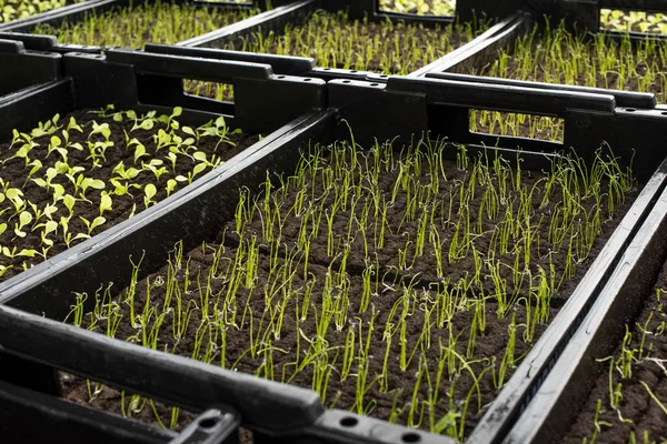 Rows of Seedlings in Seedbeds in Nursery — 스톡 사진