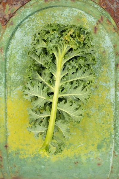 Green Curly Kale Stem and Leaves on Rusted Green Painted Backgro