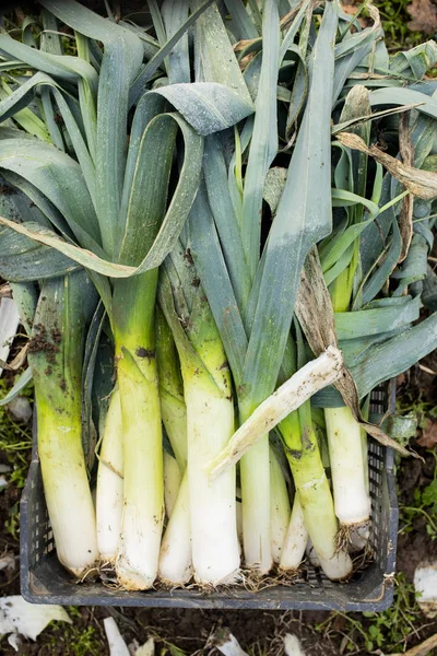 Farm färska purjolök stjälkar i svart plast Crate Stockbild