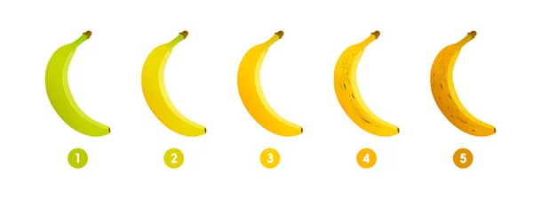 Amadurecimento da banana. Estágios de crescimento e amadurecimento da banana. Seleção de banana madura. Ilustração vetorial — Vetor de Stock