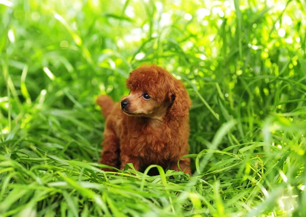 Small toy poodle — Stock Photo, Image
