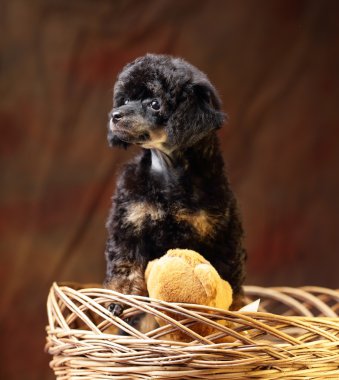 Köpekler kaniş Canin