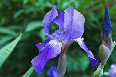 Mor menekşe çiçekleri kapayın 