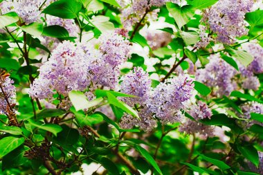 Moskova 'da Şırınga Leylağı