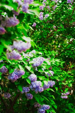 Moskova 'da Şırınga Leylağı