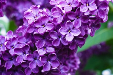 Moskova 'da Şırınga Leylağı