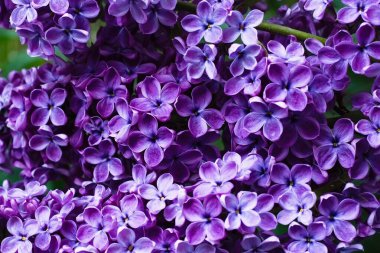 Moskova 'da Şırınga Leylağı