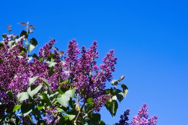 Moskova 'da Şırınga Leylağı