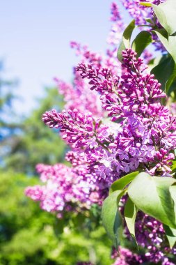 Moskova 'da Şırınga Leylağı