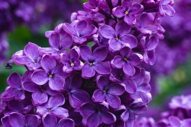 Moskova 'da Şırınga Leylağı