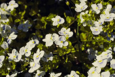 Veronica filiforis Slender Speedwell çiçek açıyor