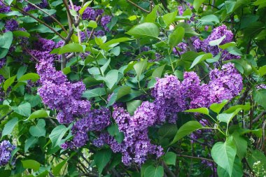 Moskova 'da Şırınga Leylağı