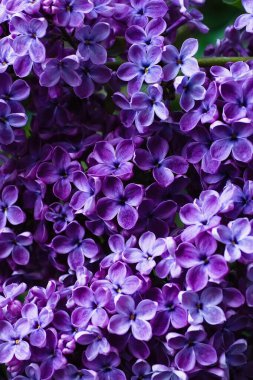 Moskova 'da Şırınga Leylağı