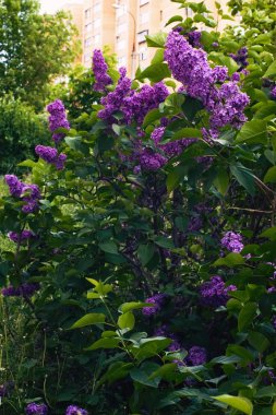 Moskova 'da Şırınga Leylağı