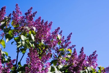 Moskova 'da Şırınga Leylağı