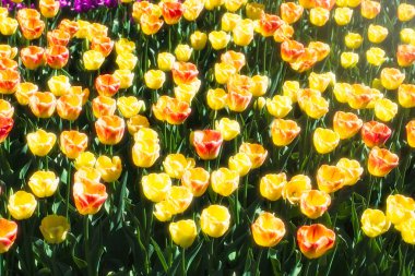 Bahar çiçeği laleleri 