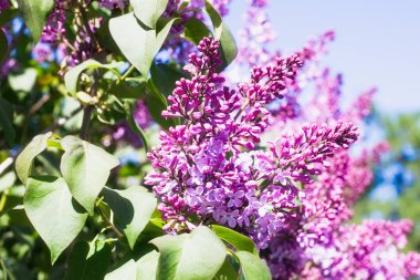 Moskova 'da Şırınga Leylağı