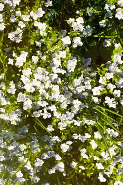 Veronica filiforis Slender Speedwell çiçek açıyor