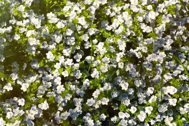 Veronica filiforis Slender Speedwell çiçek açıyor