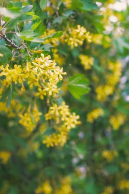 Altın Bufalo Currant Ribes Aureum